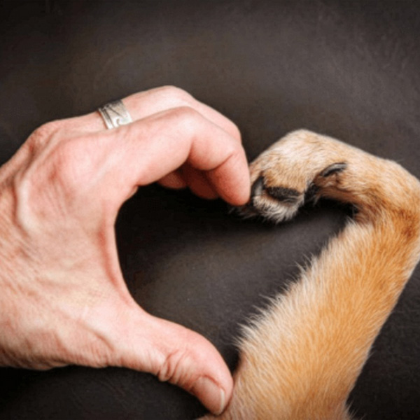 Eine menschliche Hand und eine Hundepfote bilden die Form eines Herzens vor einem dunklen Hintergrund und symbolisieren dauerhafte Bindungen - perfekt eingefangen von Aurora Tierkrematorium. Aurora Tierkrematorium