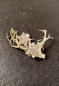 Ein Paar sternförmige Ohrringe mit gesprenkelter Oberfläche ruht auf einem Stück getrockneten, hellen Mooses vor einem schwarzen Hintergrund. Aurora Tierkrematorium